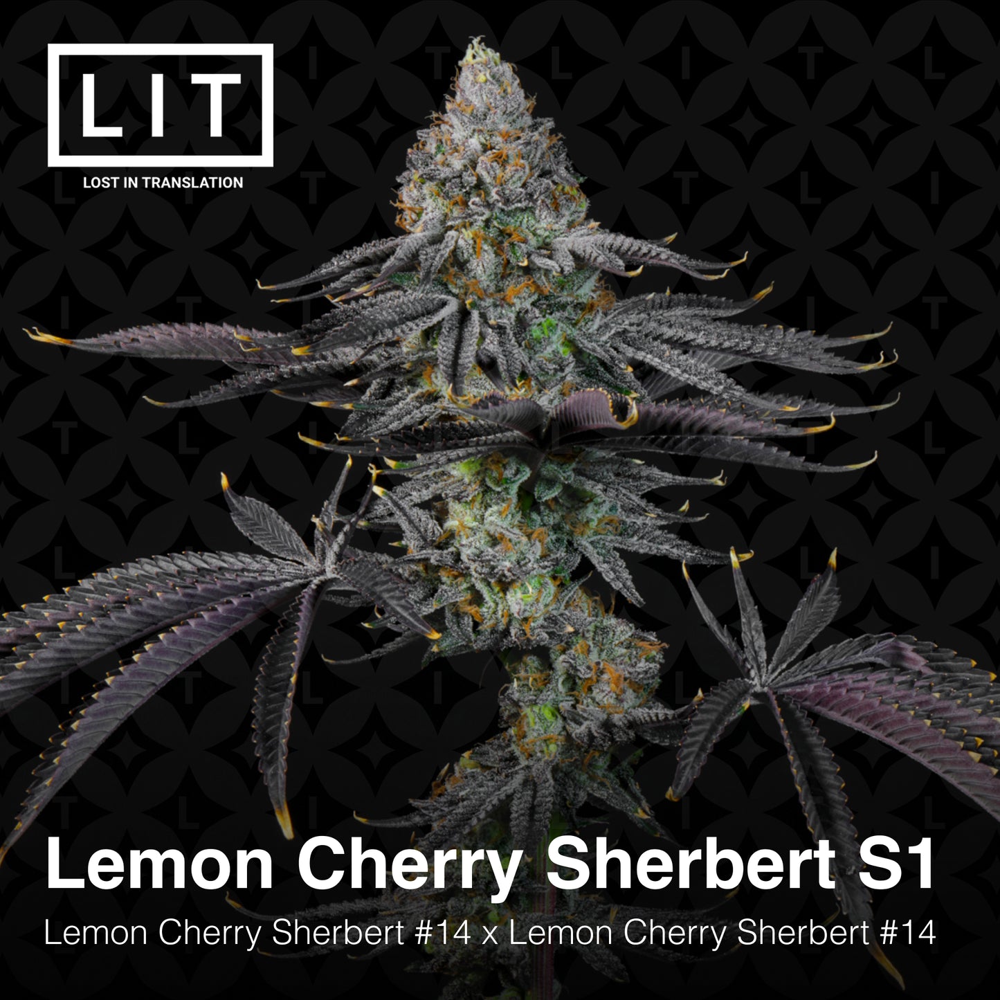 Lit Farms Photo Fem 6 pack (Lemon Cherry Cherry Sherb Drop)