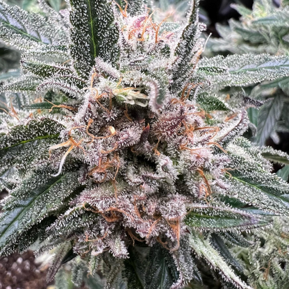 Taste Budz Auto Fem