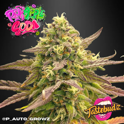 Taste Budz Auto Fem