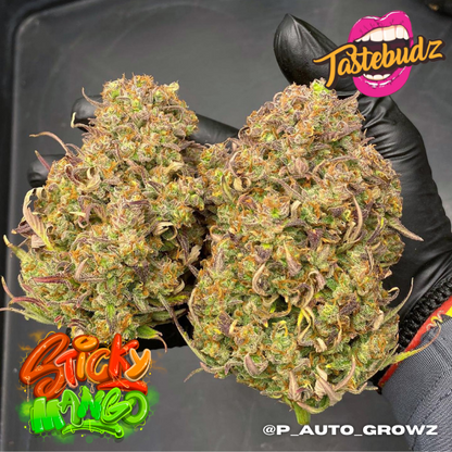 Taste Budz Auto Fem