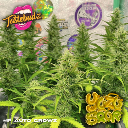 Taste Budz Auto Fem